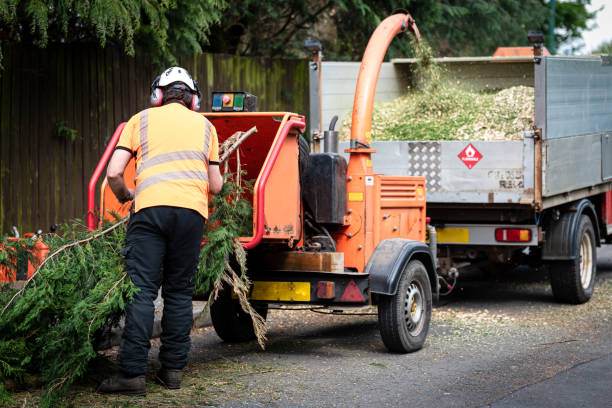 Best Root Management and Removal  in Shasta, CA